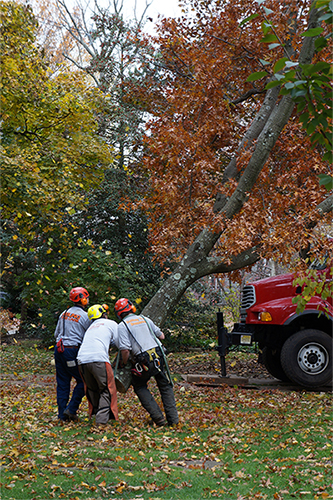 Keiling Tree Care tree removal